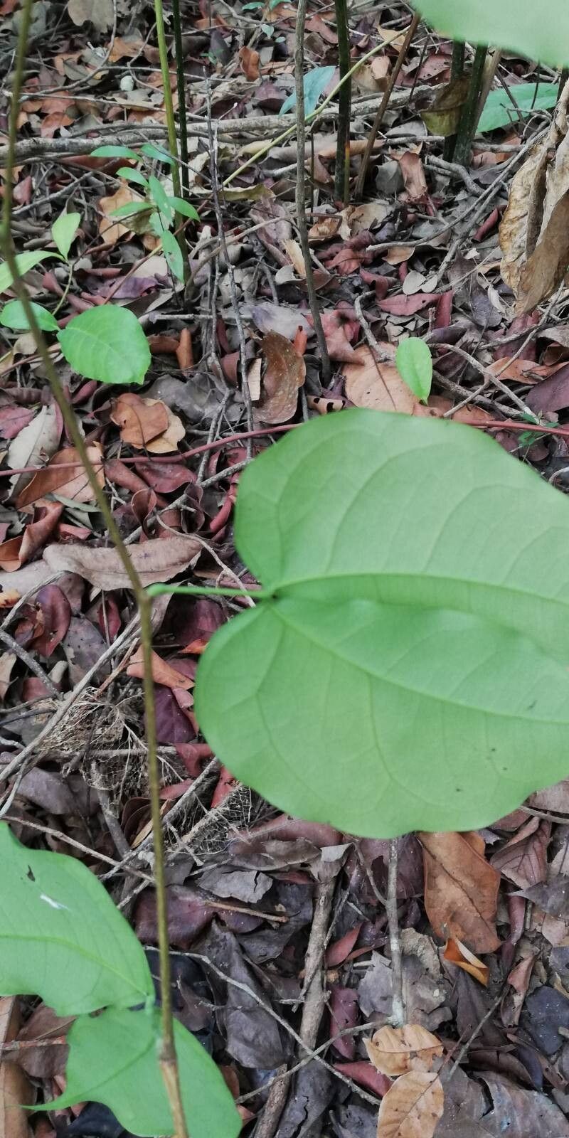 Guibourtia demeusei — search result for 'Congo'