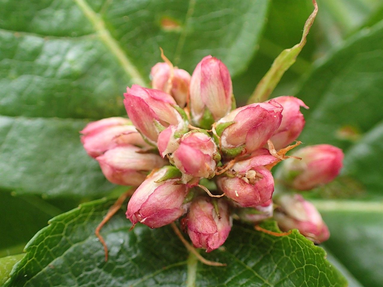 Sorbus chamaemespilus flower