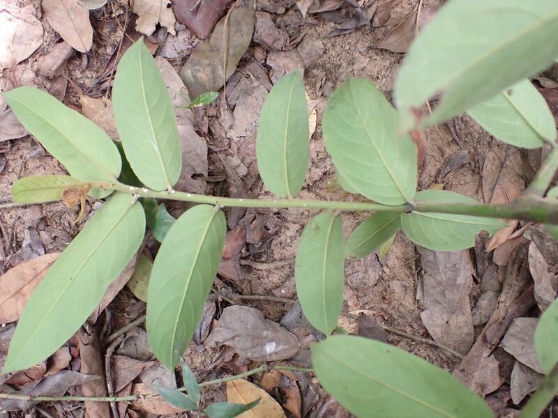 Casearia stipitata leaf