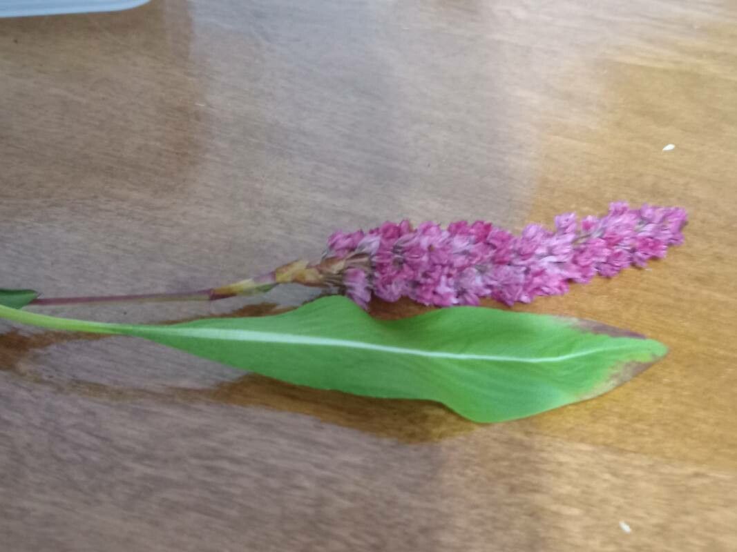 Polygonum bistorta flower