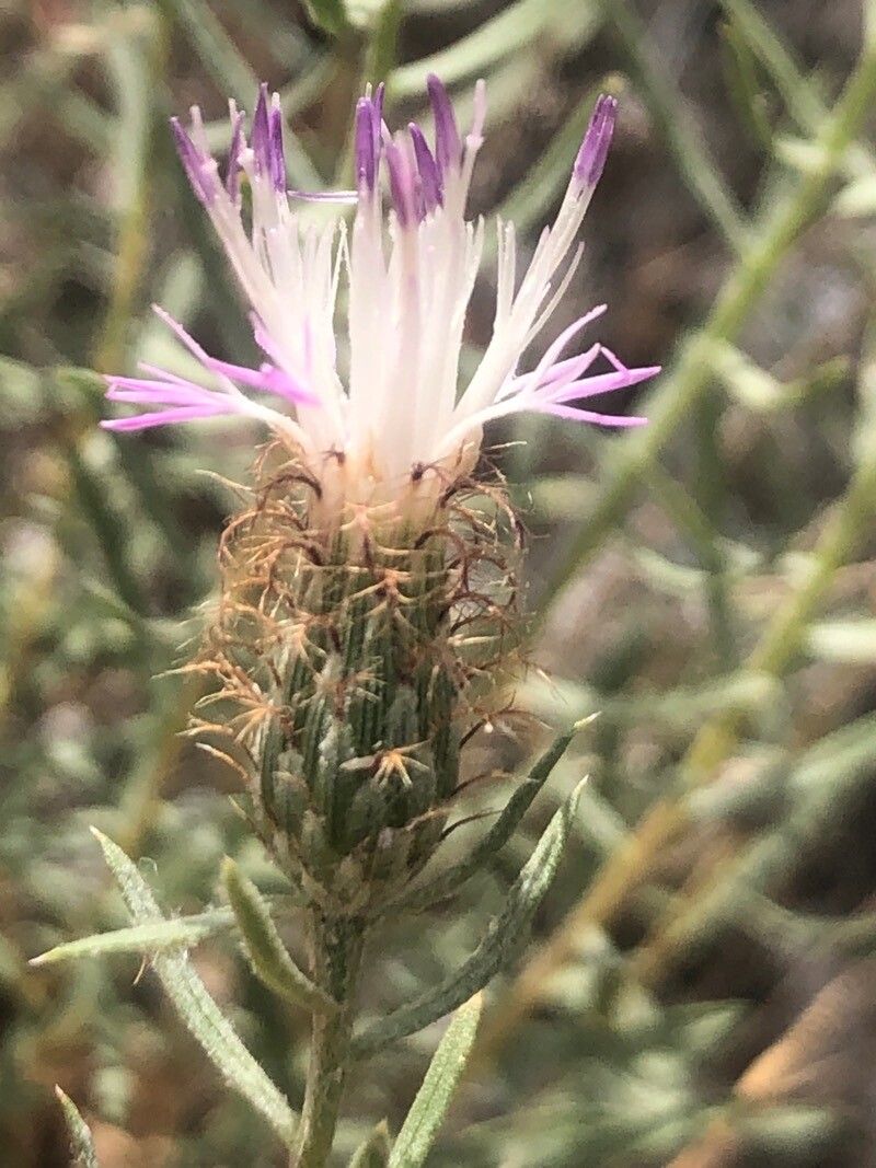 Centaurea hyssopifolia flower