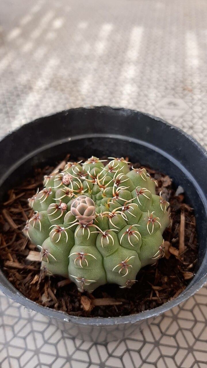 Gymnocalycium quehlianum bark