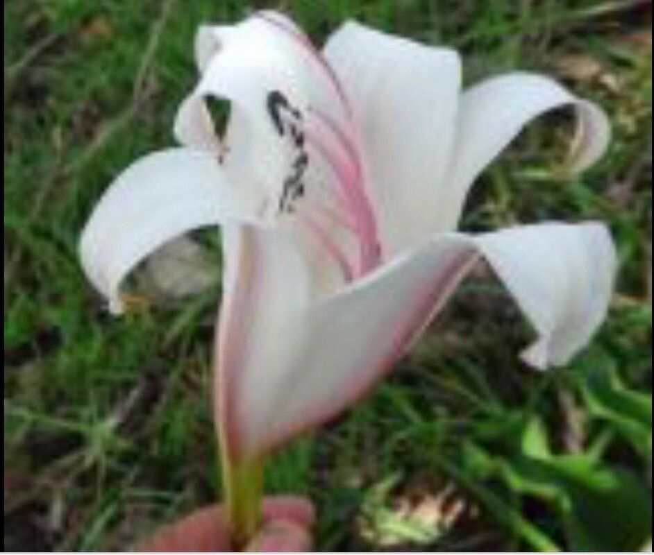 Crinum macowanii flower