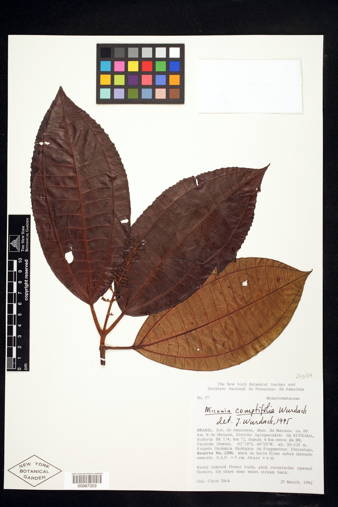 Miconia comptifolia — houseplant care guide