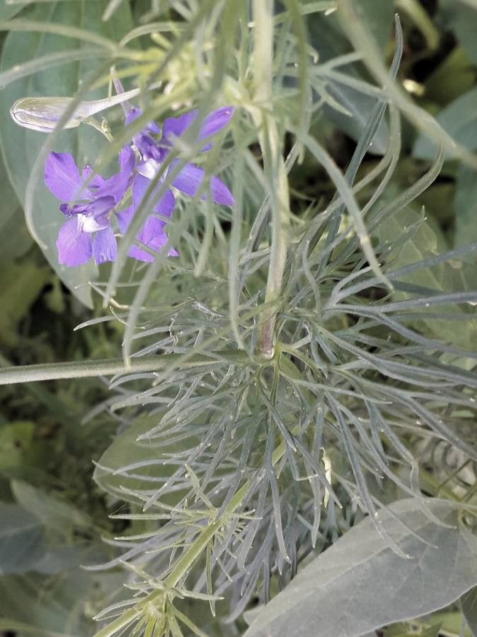 Delphinium ajacis