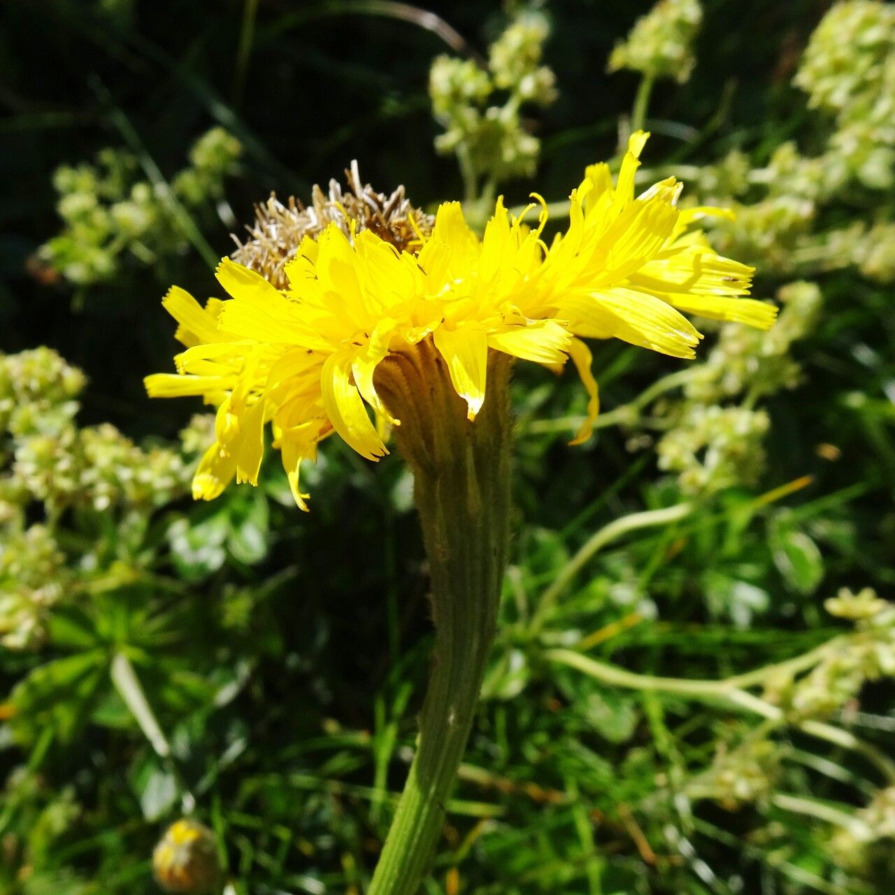 Crepis conyzifolia flower