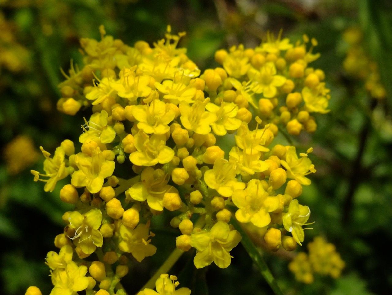 Patrinia heterophylla flower