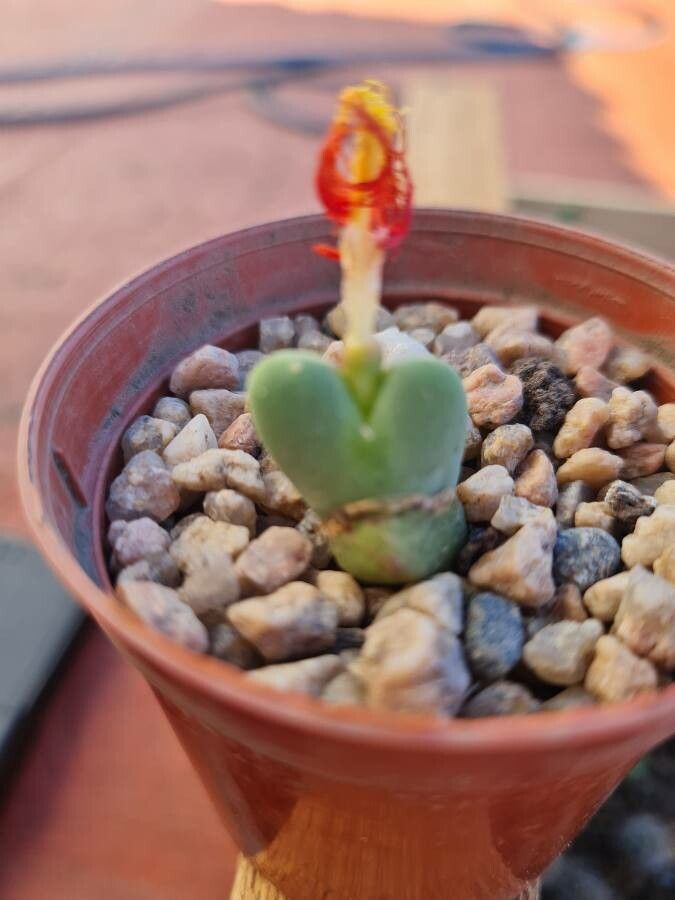 Conophytum bilobum bark