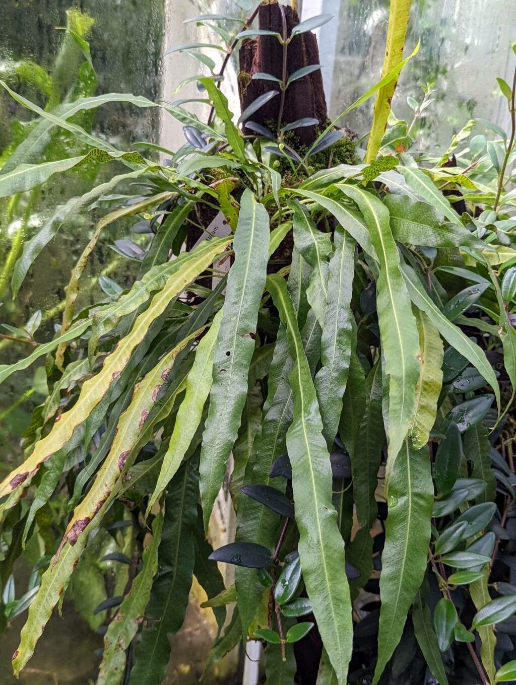 Campyloneurum xalapense leaf