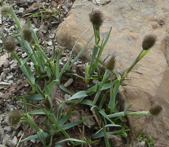 Alopecurus gerardi flower