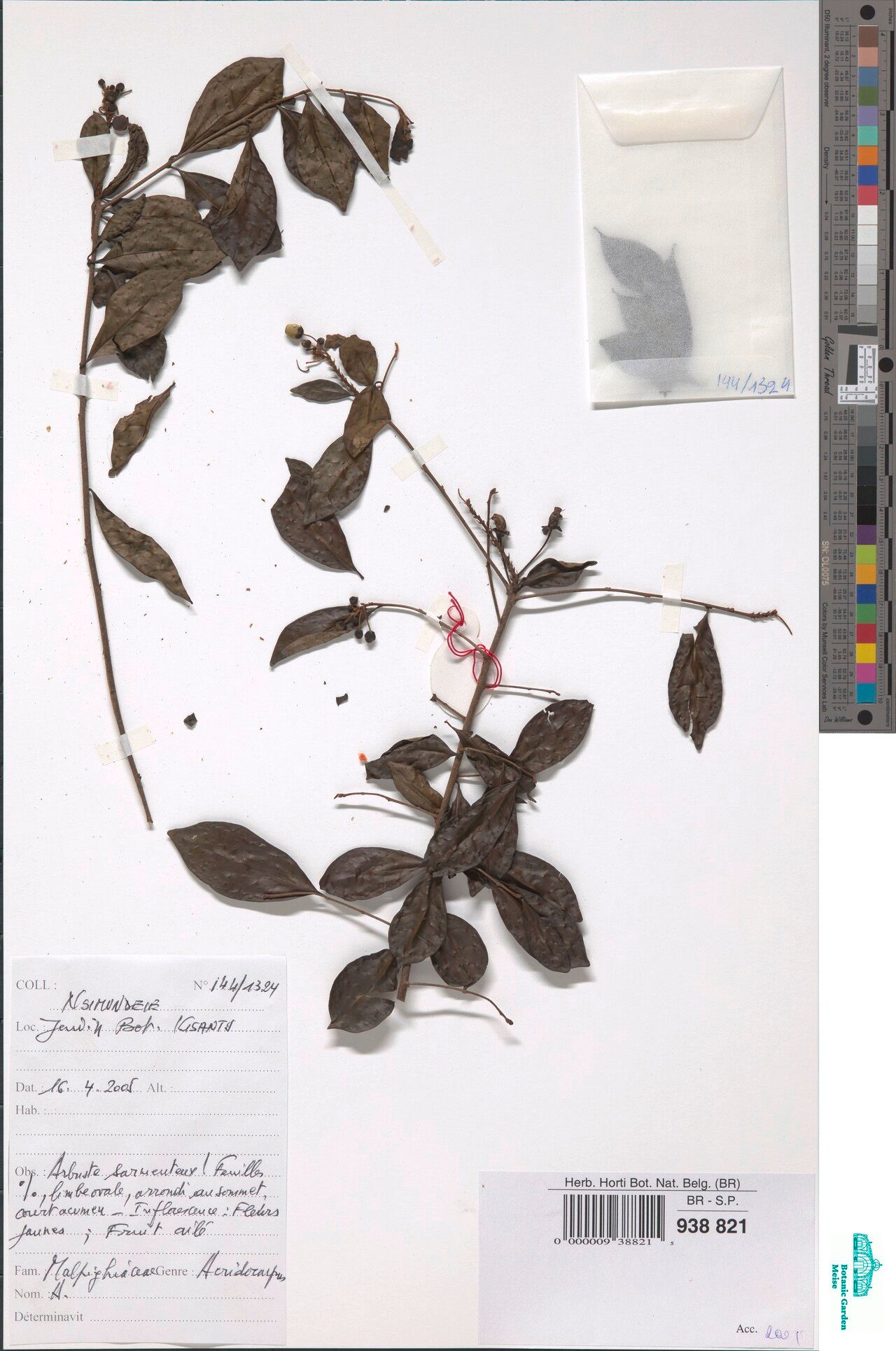 Acridocarpus congolensis — related species from the same genus