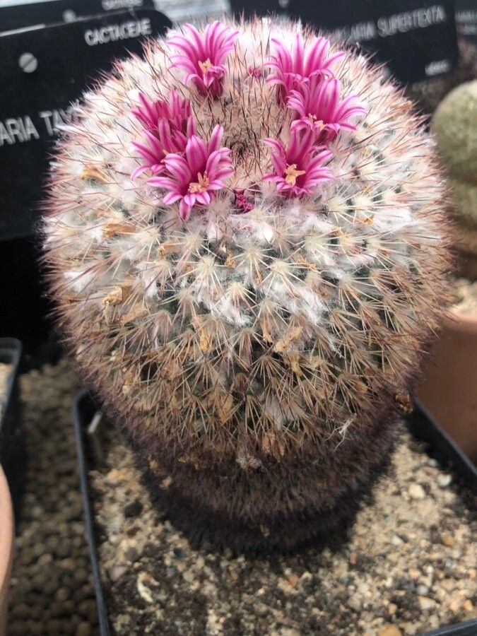 Mammillaria tayloriorum — houseplant care guide