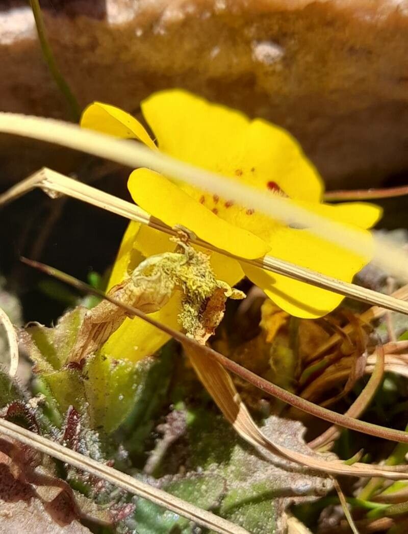Erythranthe depressa flower