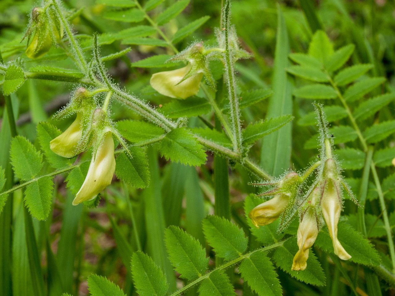 Cicer montbretii flower