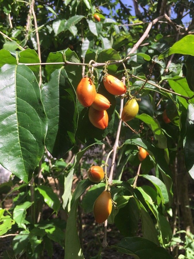 Bunchosia nitida fruit
