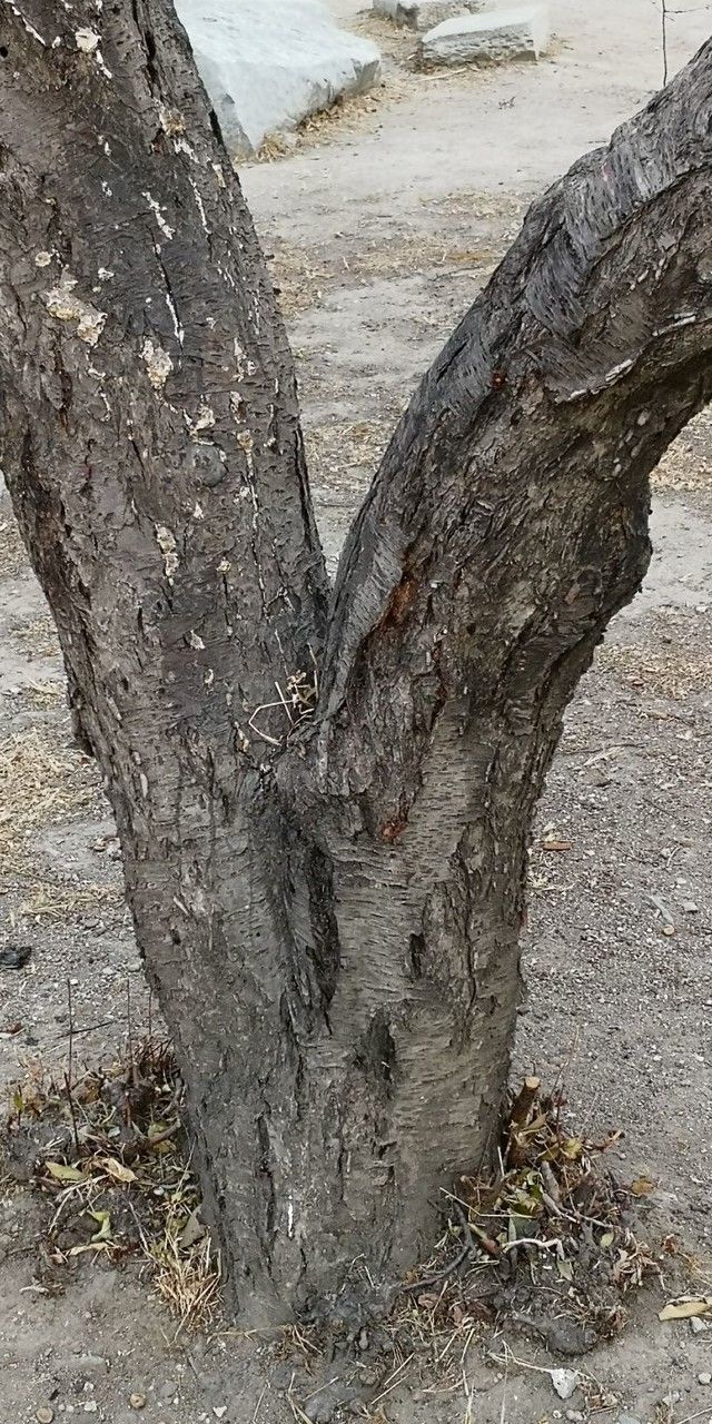 Prunus davidiana bark
