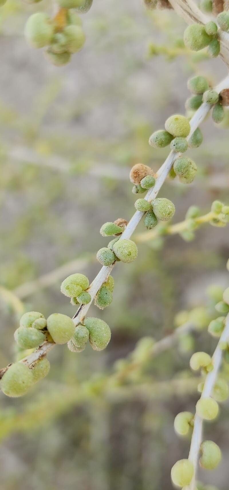Salsola drummondii leaf