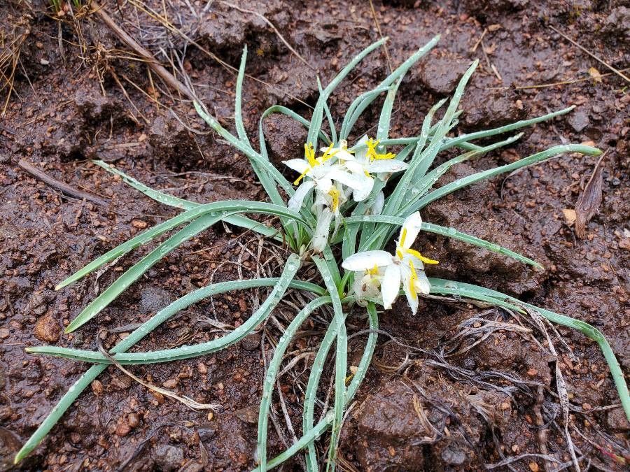 Leucocrinum montanum flower