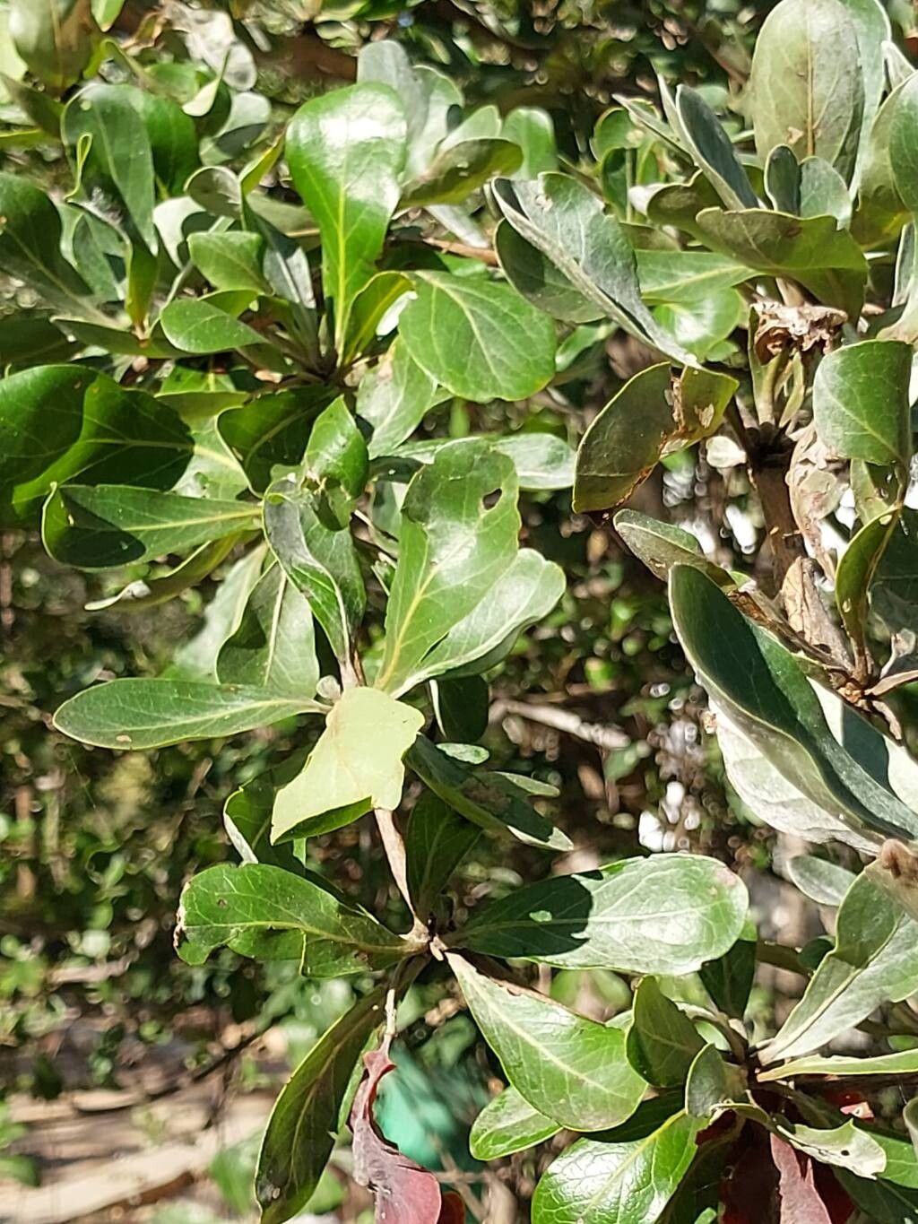 Terminalia boivinii other