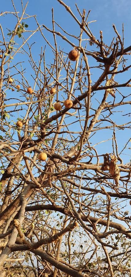 Vangueria madagascariensis fruit