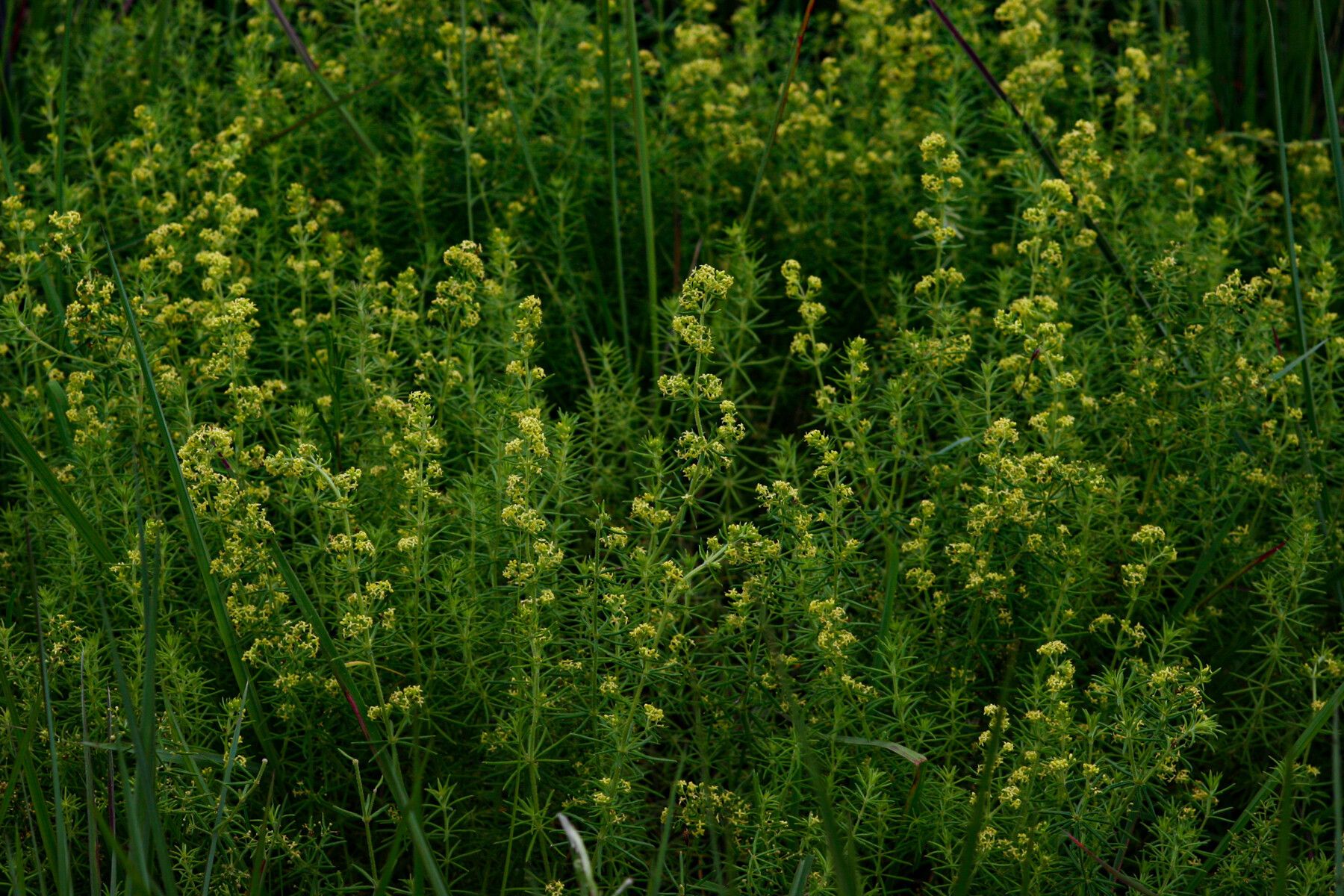 Galium bussei habit