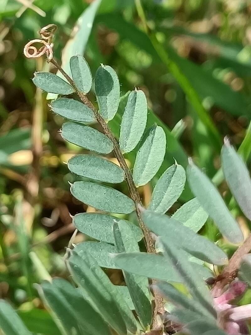 Vicia pannonica — soil improver houseplant