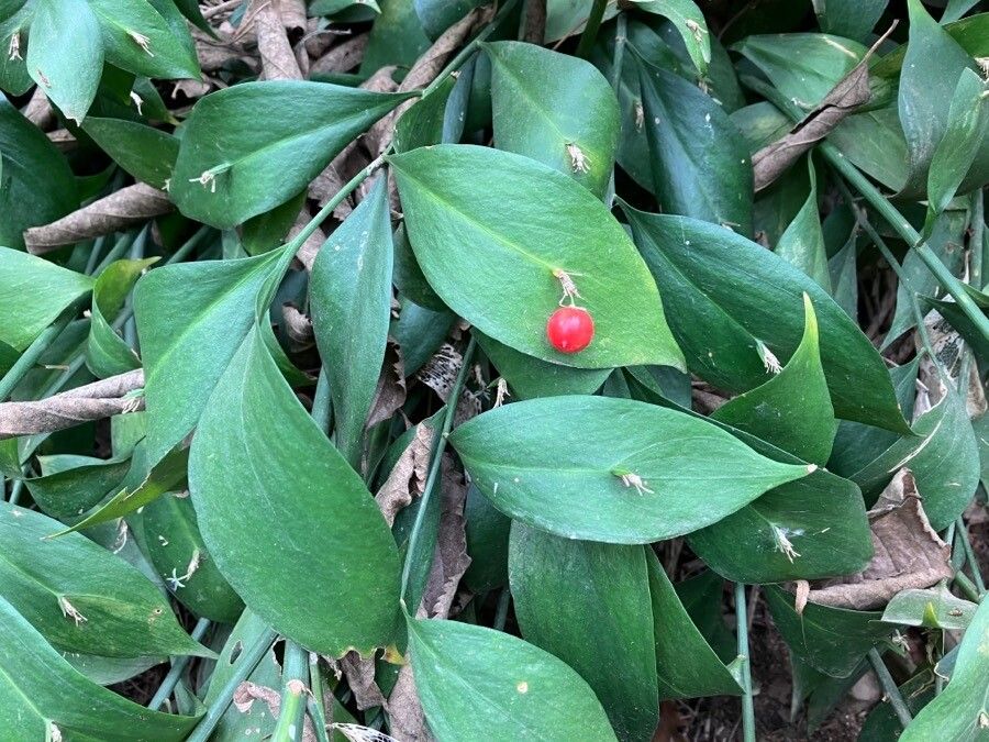 Ruscus hypophyllum fruit
