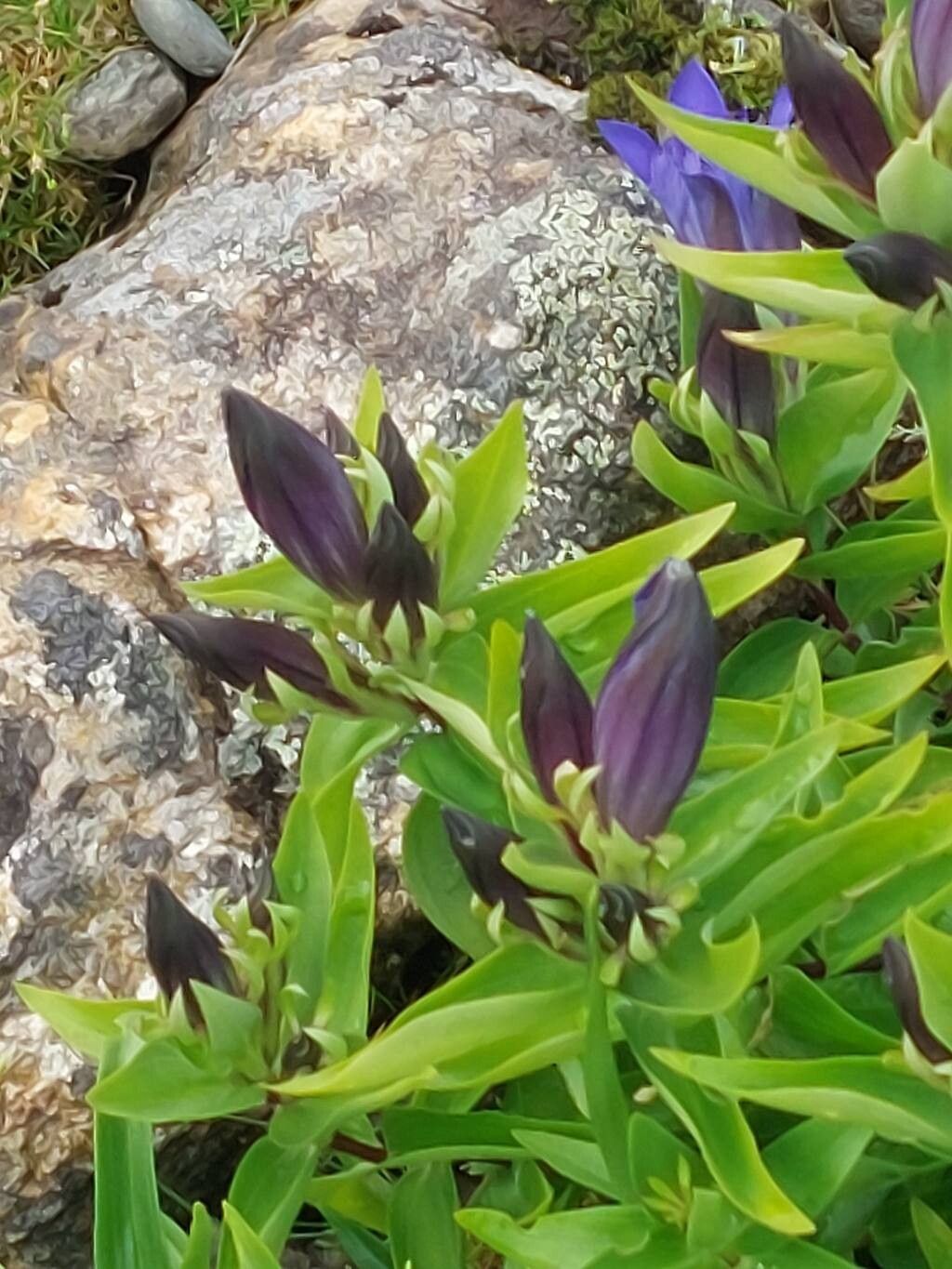 Gentiana atuntsiensis flower