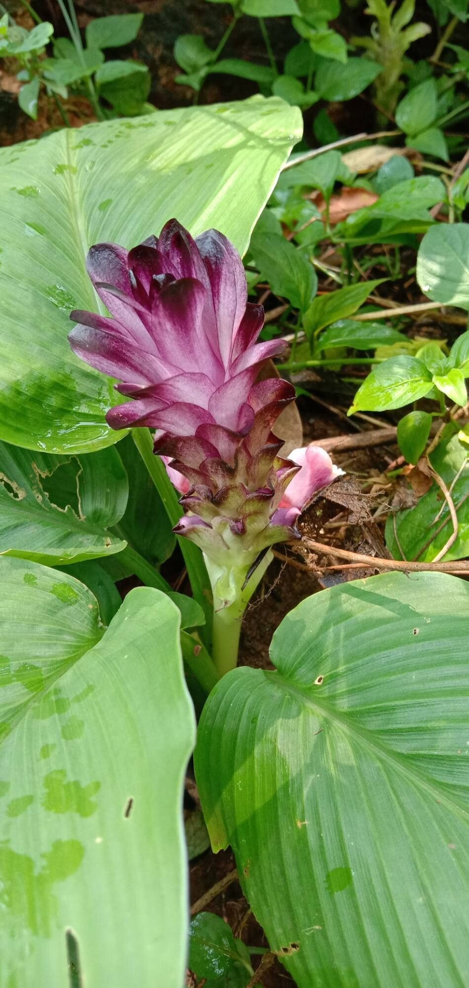 Curcuma decipiens flower