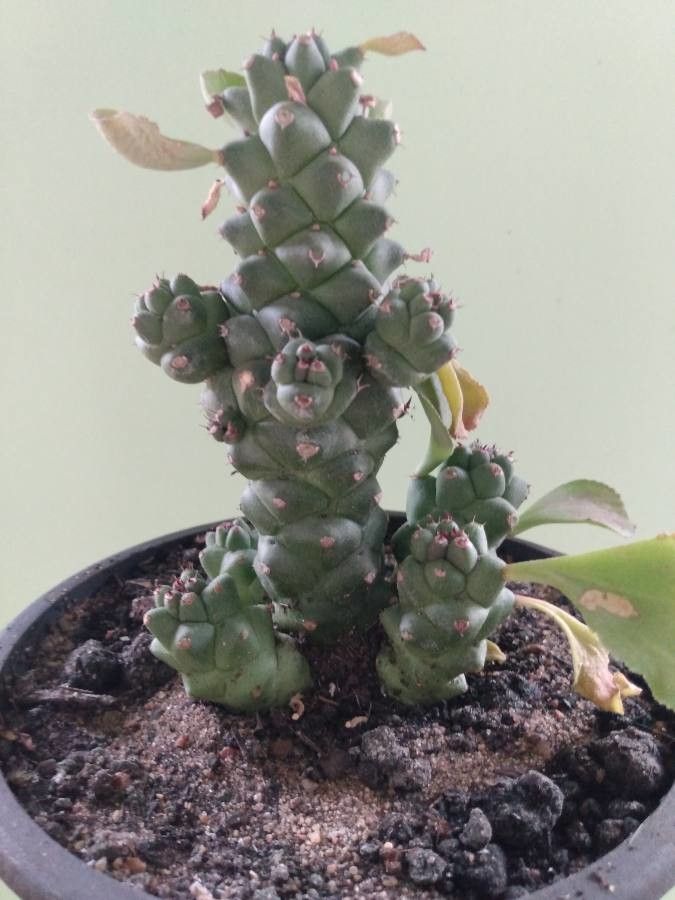 Euphorbia ritchiei flower