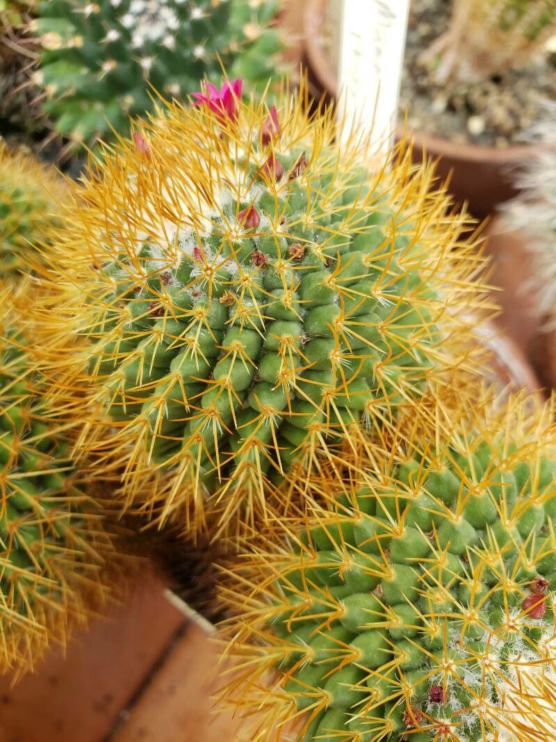 Mammillaria rhodantha — search result for 'Mammillaria'