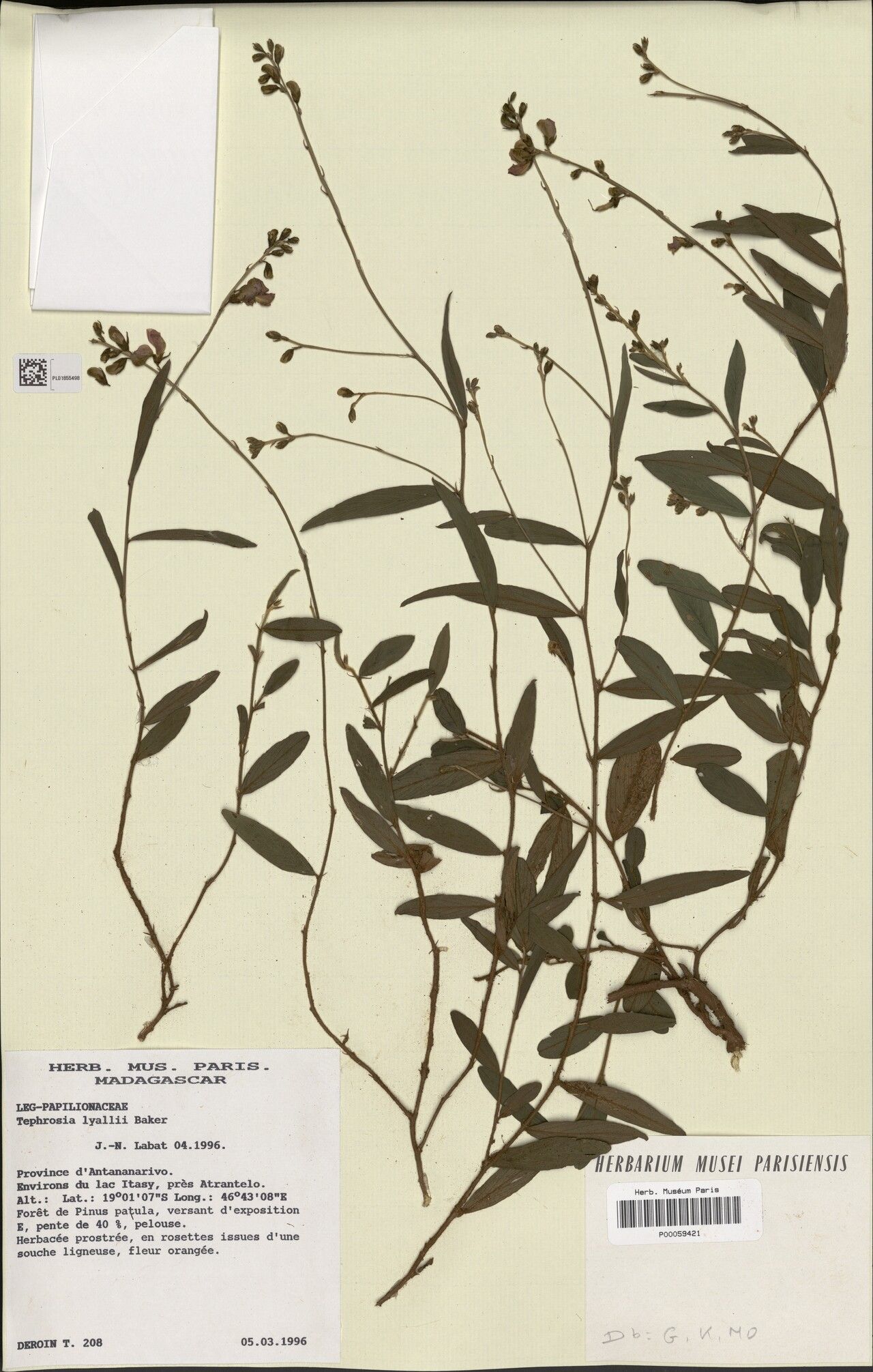 Tephrosia lyallii — search result for 'Tephrosia'