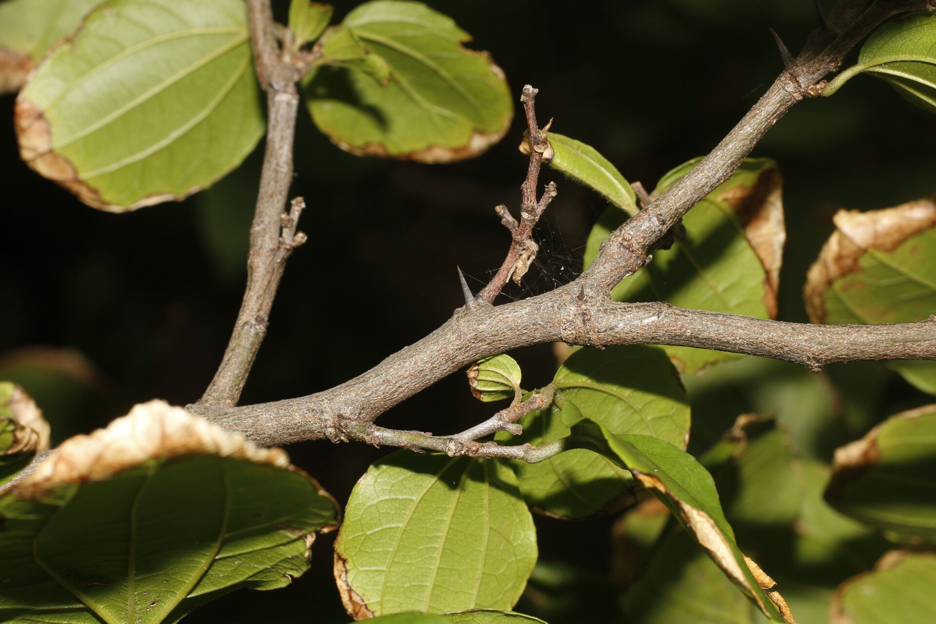Ziziphus guatemalensis — related species from the same genus
