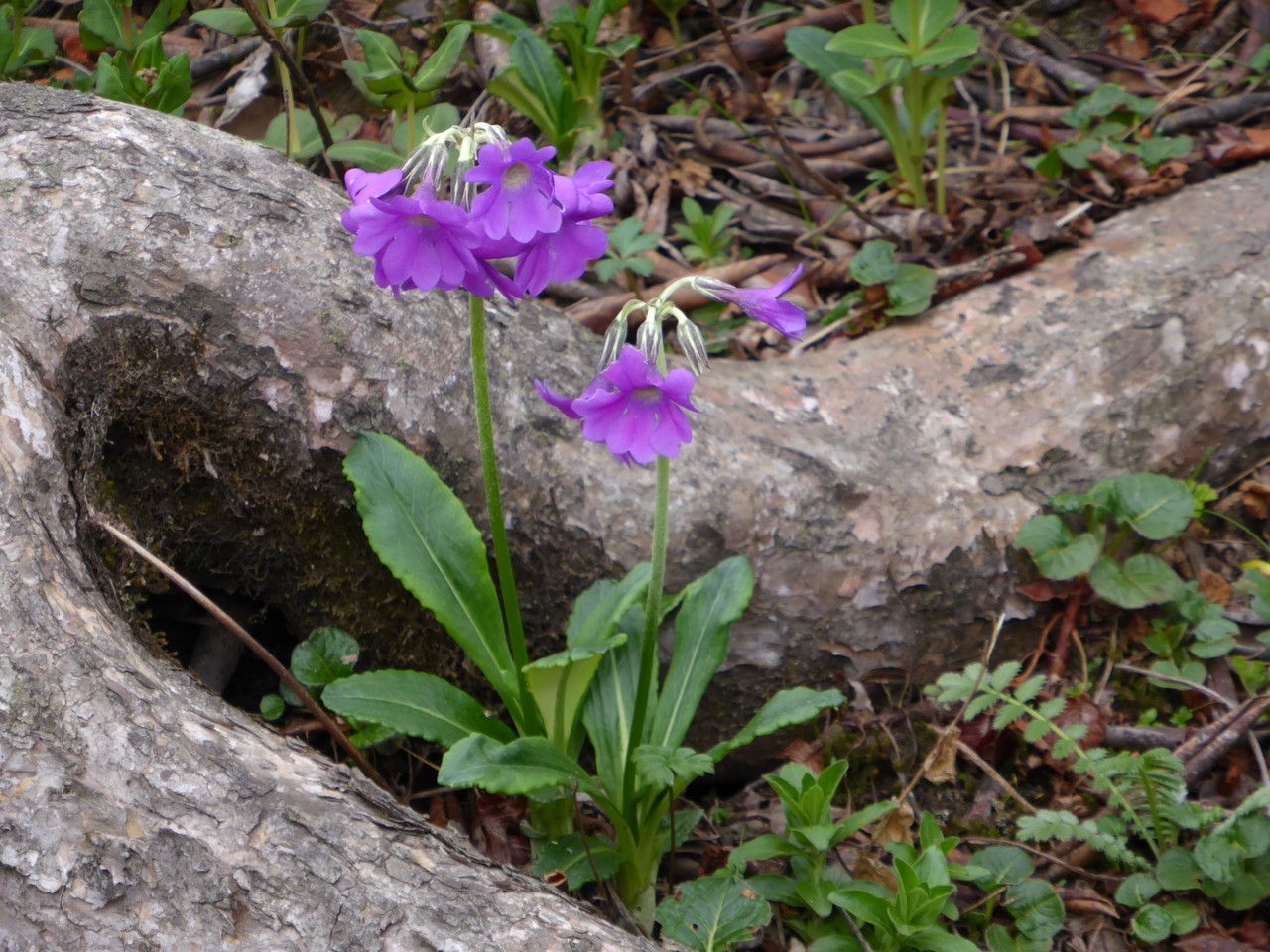 Primula calliantha — houseplant care guide