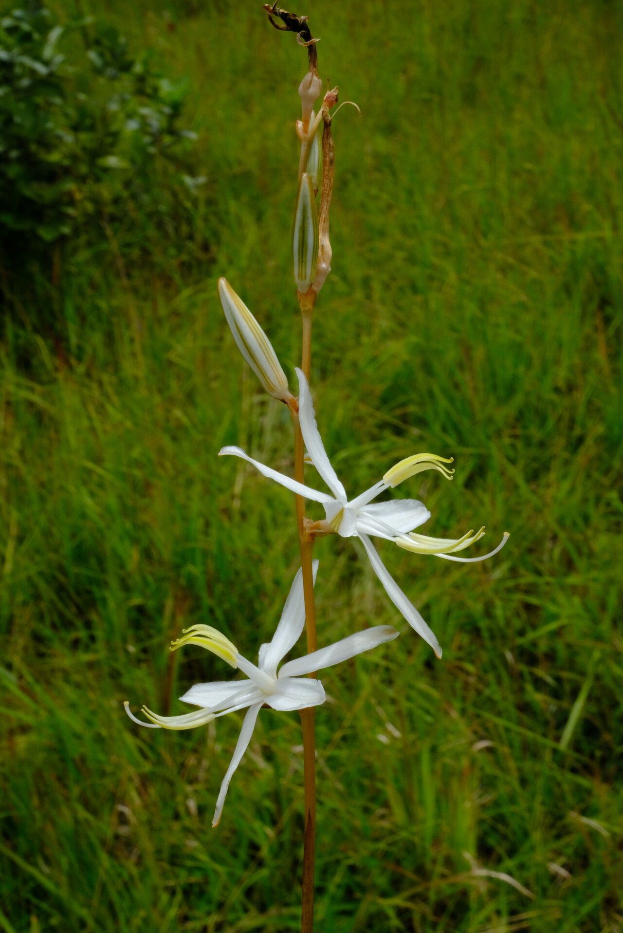 Chlorophytum velutinum flower