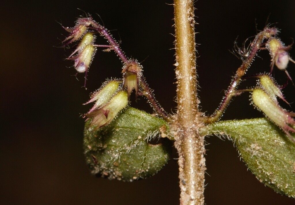 Coleus efoliatus flower