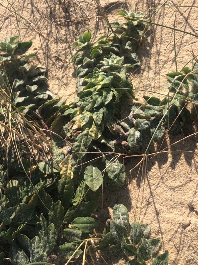 Hieracium eriophorum leaf