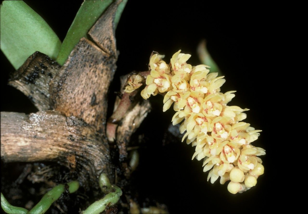 Pomatocalpa spicatum — houseplant care guide