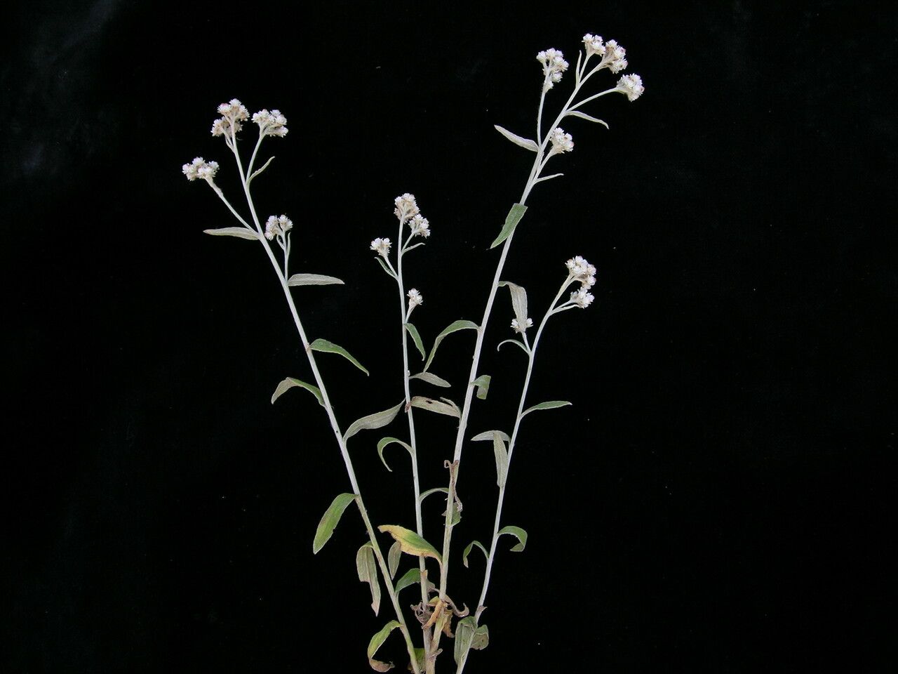 Pseudognaphalium adnatum habit