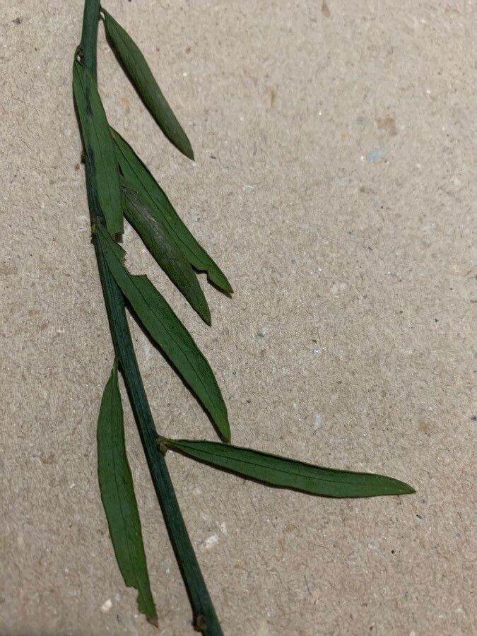 Thymelaea passerina — houseplant care guide