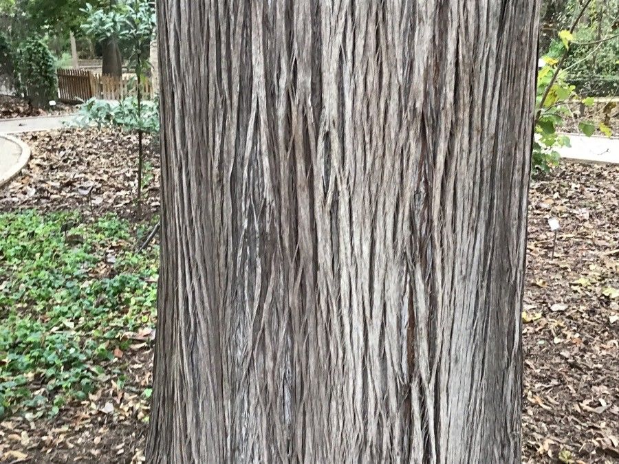 Cupressus torulosa bark