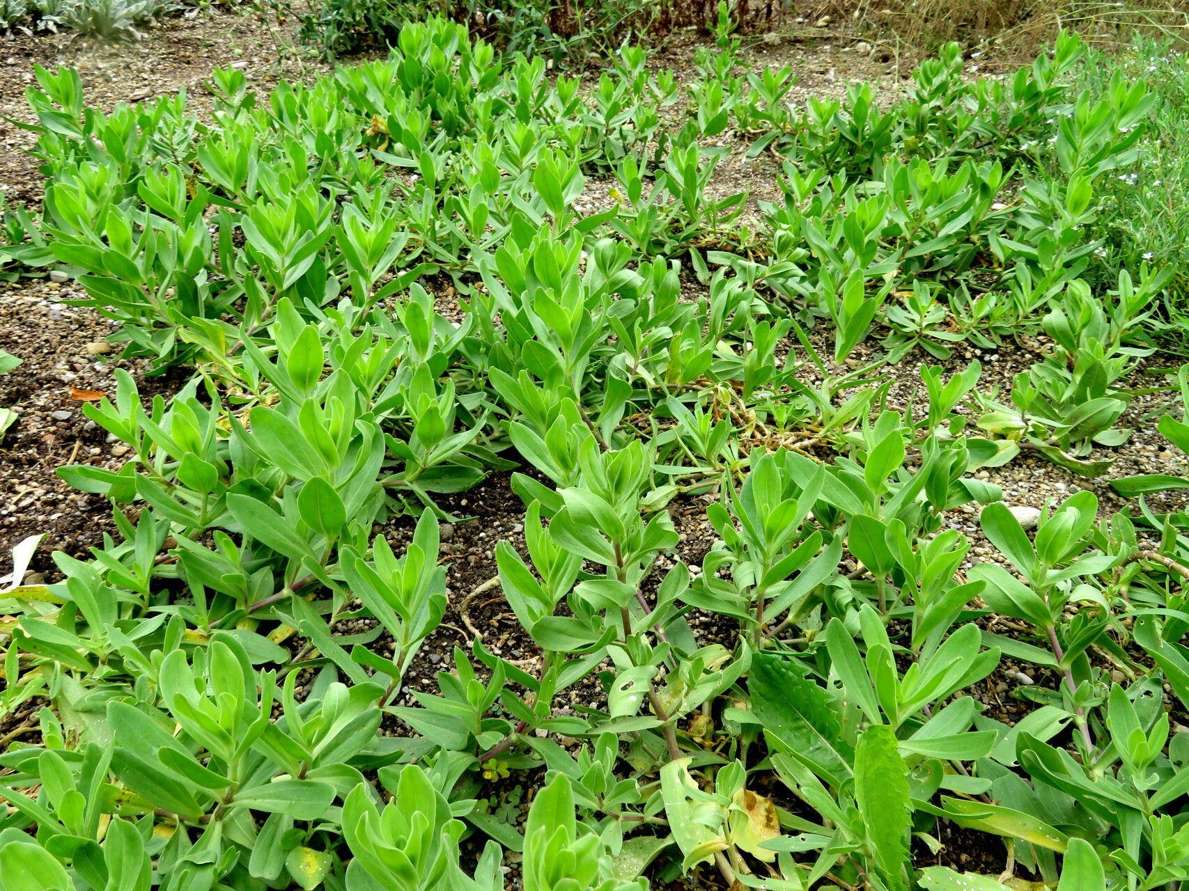 Gypsophila scorzonerifolia habit