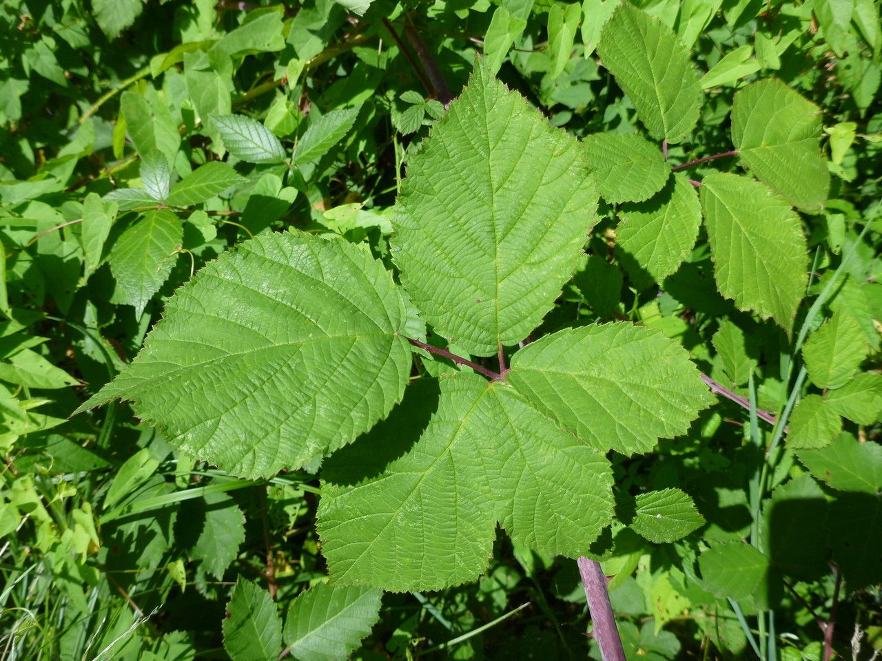 Rubus mougeotii — houseplant care guide