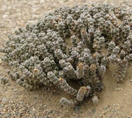 Mesembryanthemum marlothii — search result for 'Mesembryanthemum'