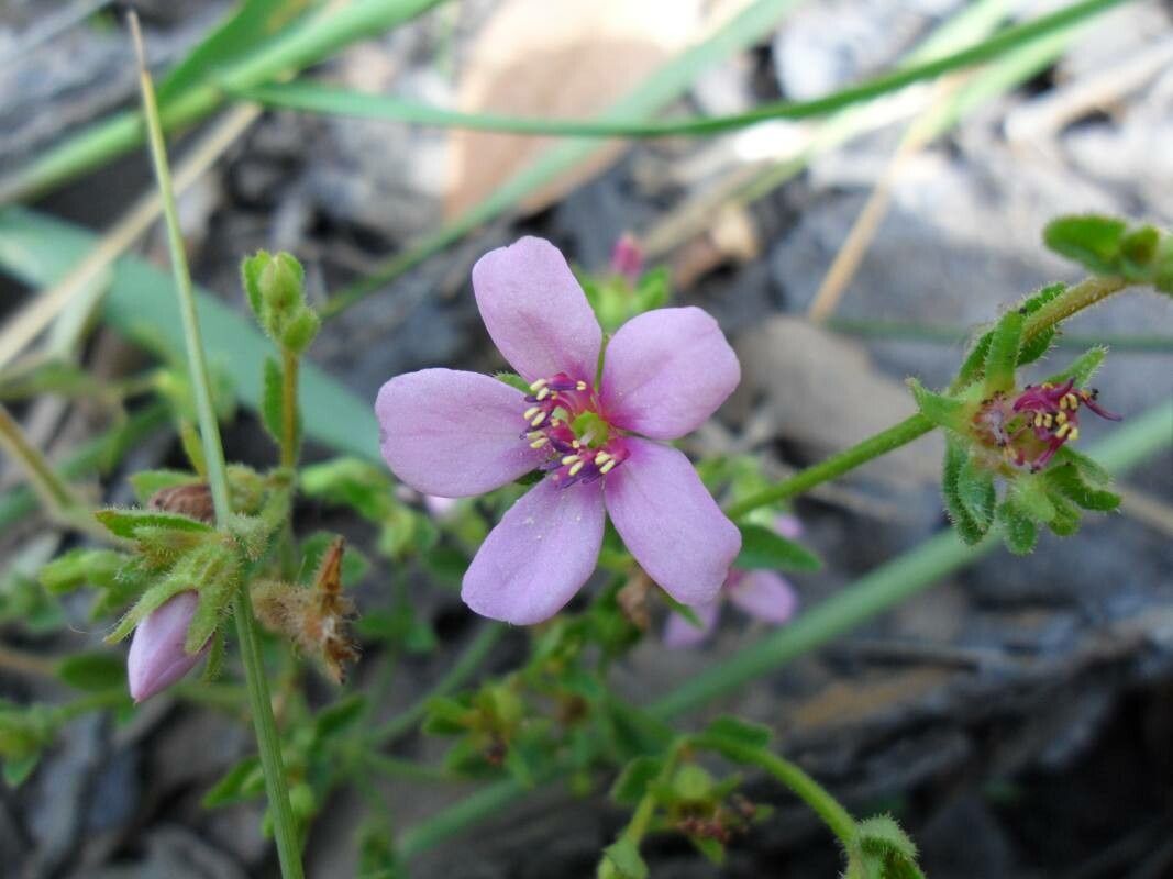 Desmoscelis villosa flower