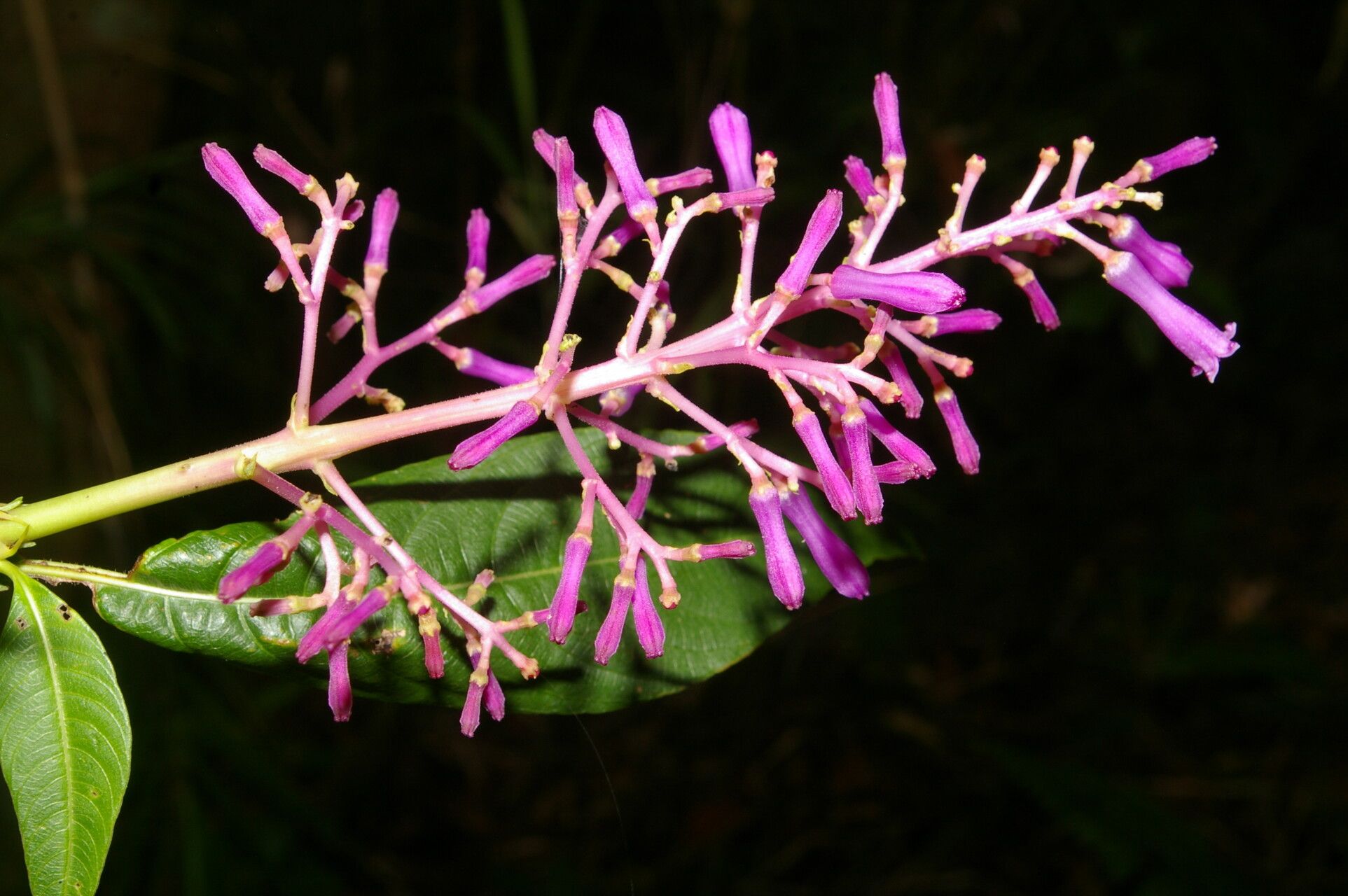 Palicourea angustifolia flower