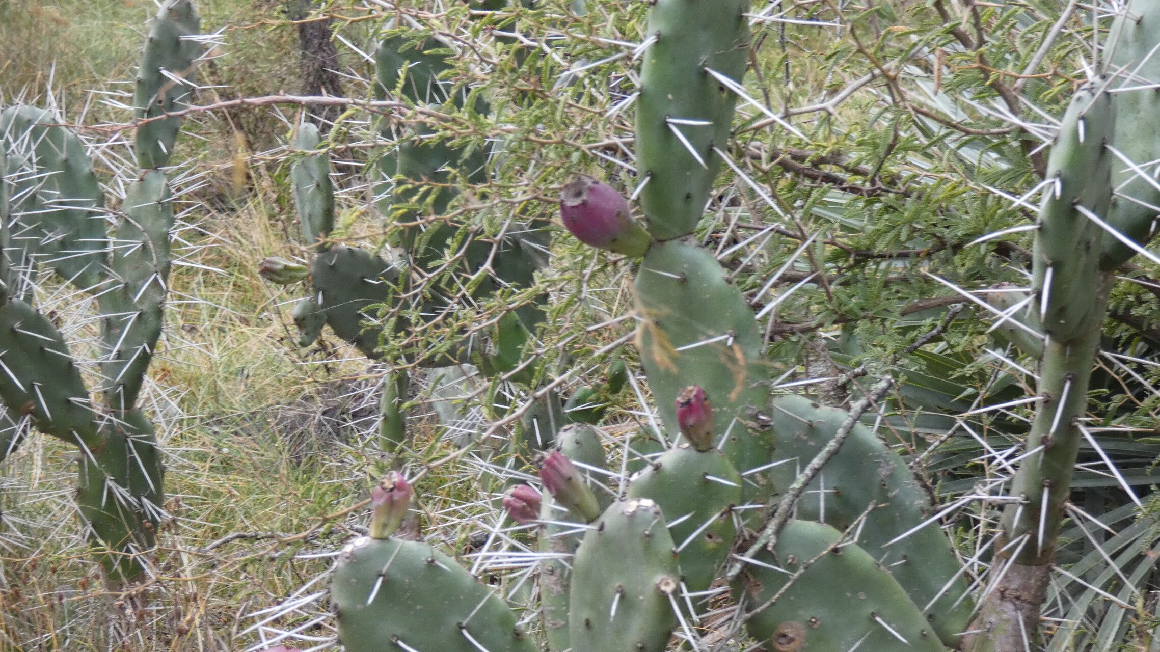 Opuntia megapotamica fruit