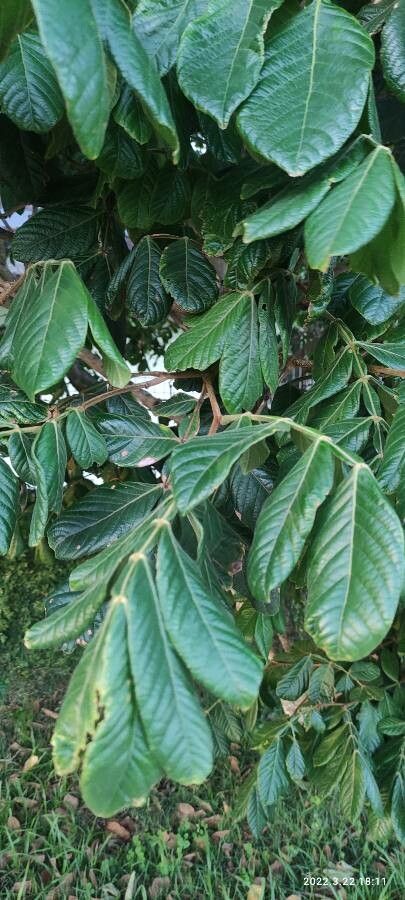 Inga sierrae — search result for 'Inga'