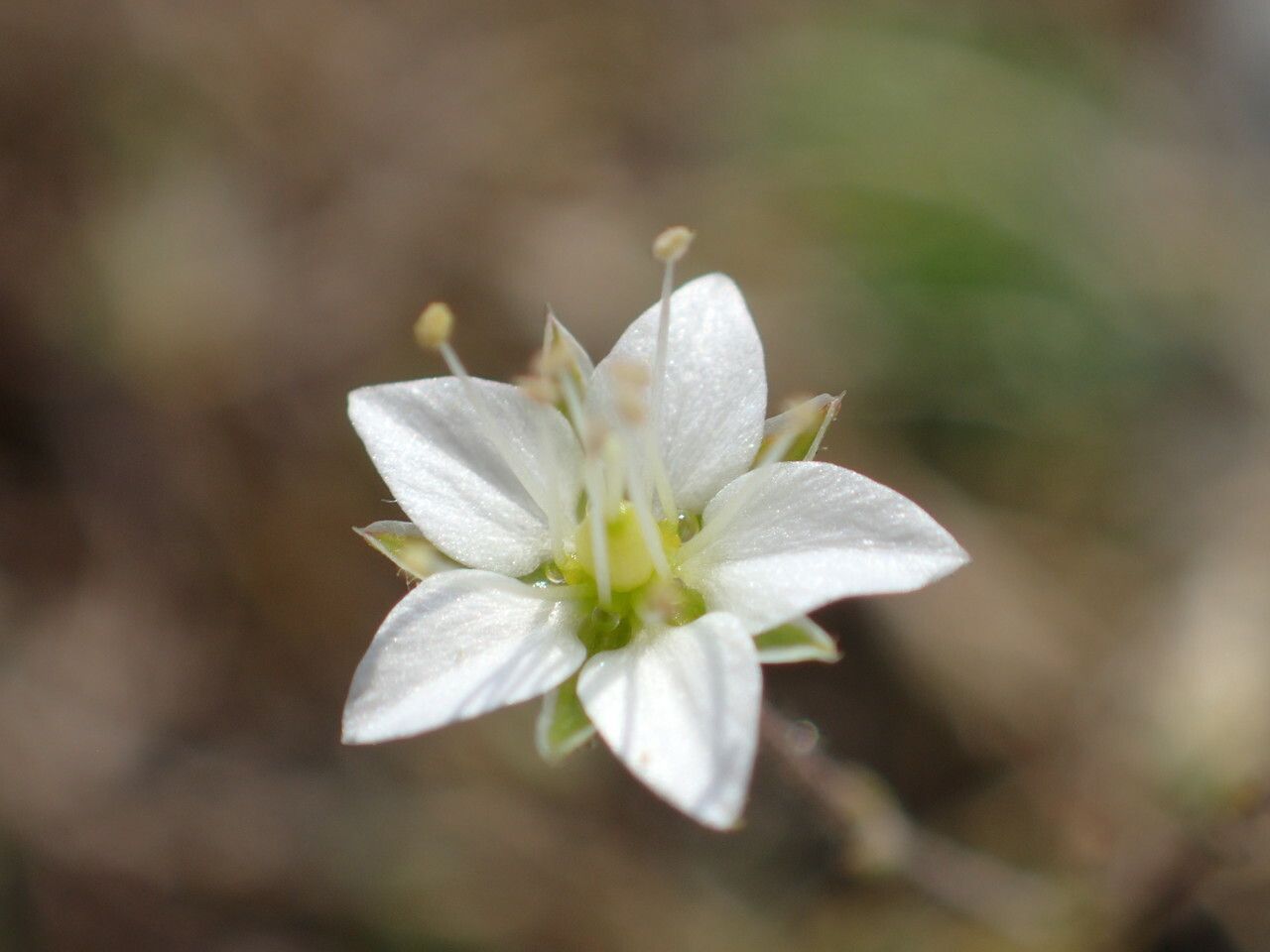 Sabulina attica flower