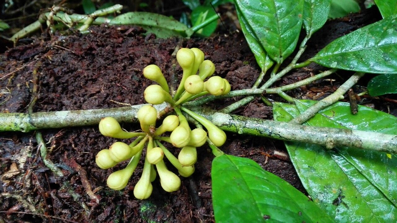 Anaxagorea phaeocarpa fruit